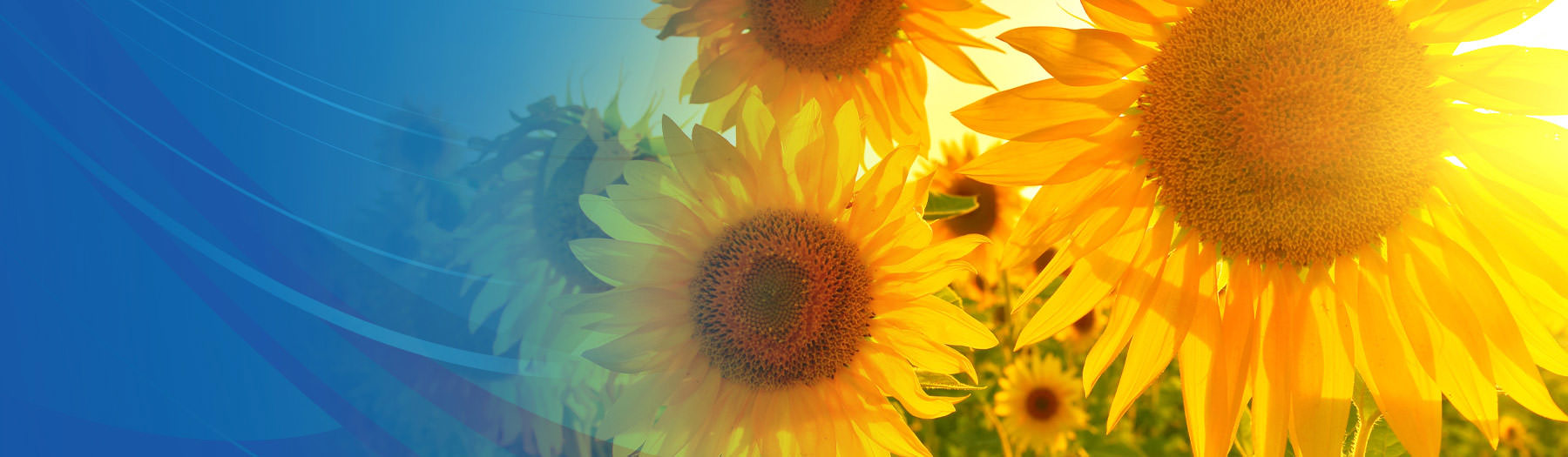 Field of sunflowers